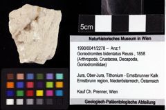 Foto (Objket + Etiketten) von Goniodromites bidentatus (Reuss, 1858) 